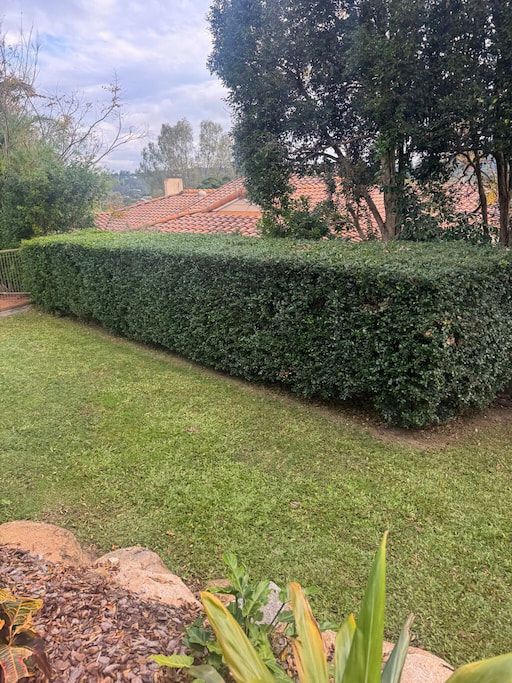 A trimmed hedge
