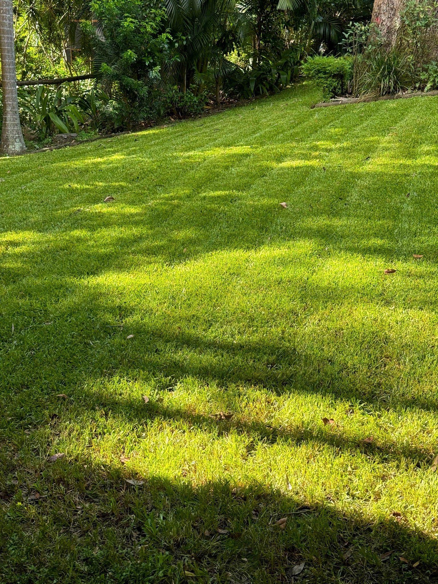 A lush green lawn with a shadow of a tree on it.