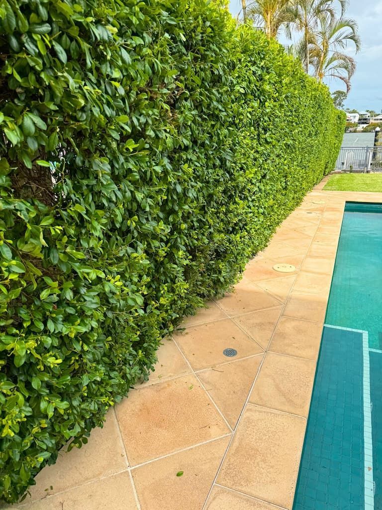 A hedged bush in Taringa
