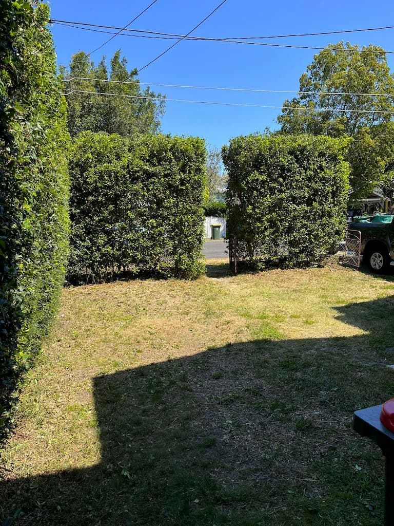 A lush green trimmed hedge with a car in the background.