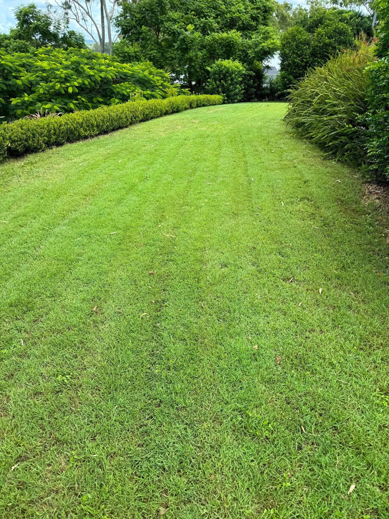 A lush green lawn with trees and bushes in the background.