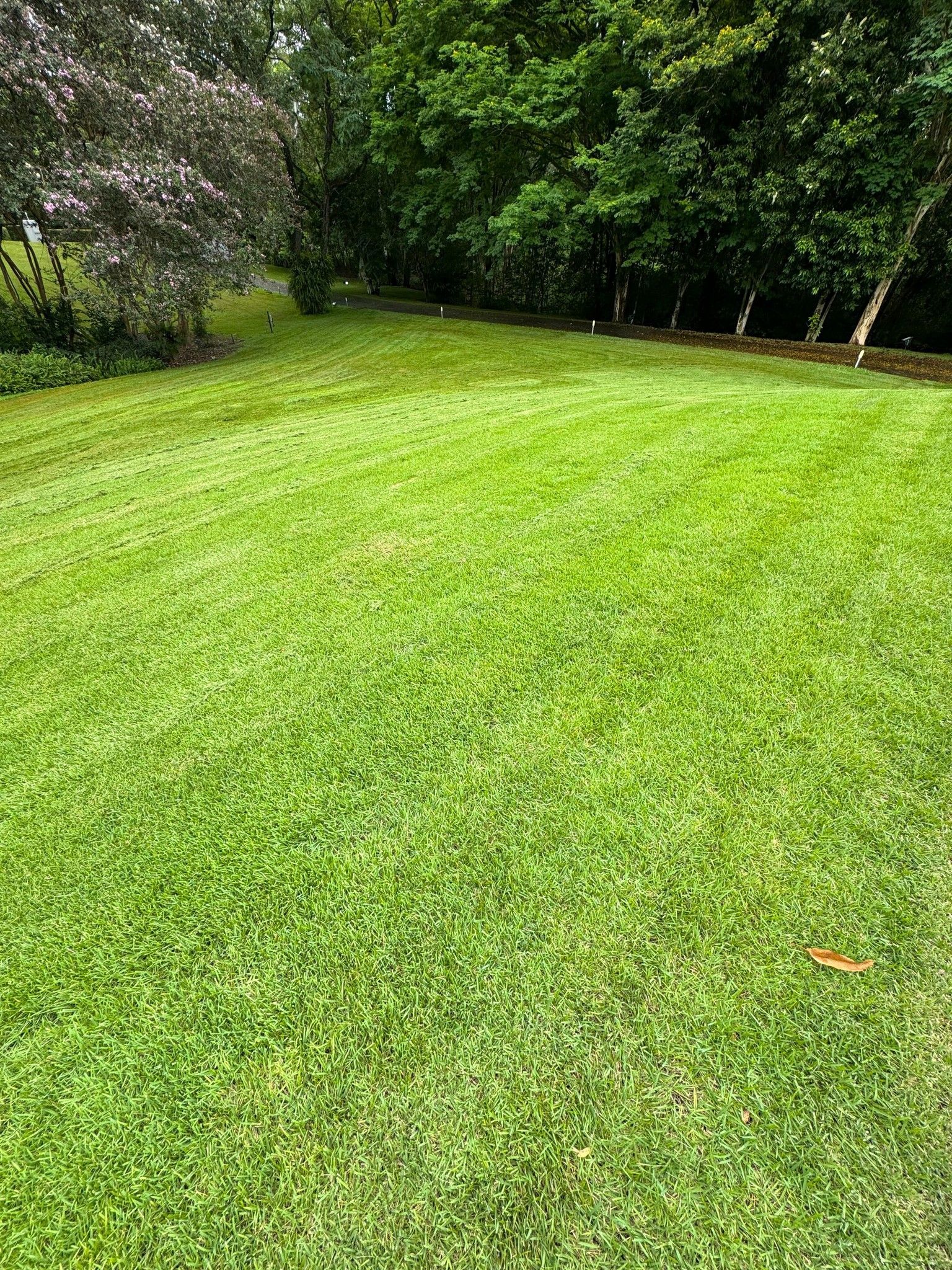 A lush green lawn with trees in the background in Taringa