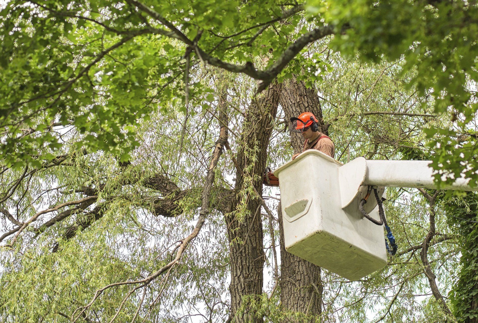 Gentile Tree Care is providing tree service on a cherry picker machine 