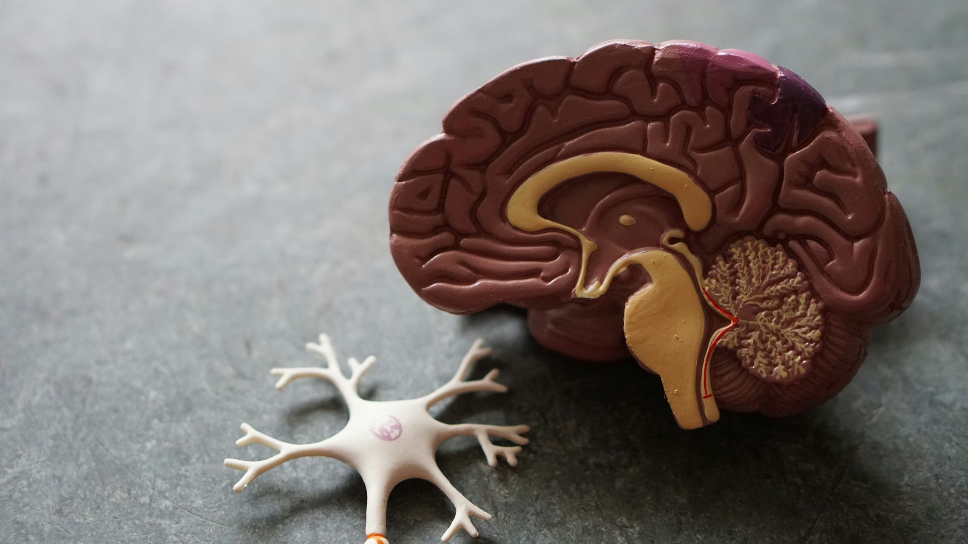 Brain model next to a neuron model on a gray surface.