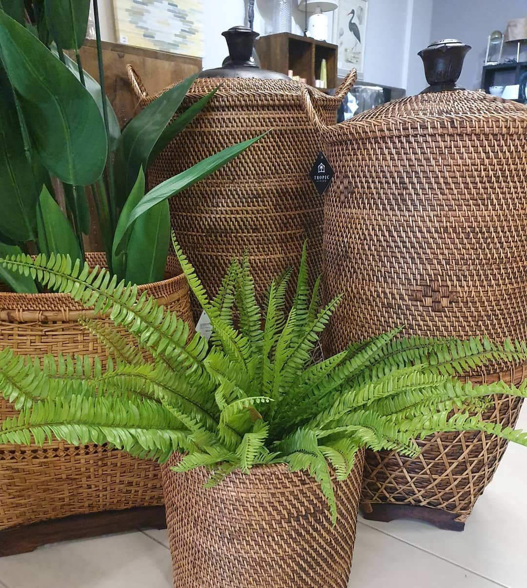 Wicker Baskets of Varying Sizes with Green Plants, Indoors — Tropic Living in Mossman, QLD