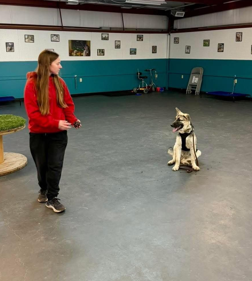 Private 1-on-1 Lessons for dogs in Andover, KS