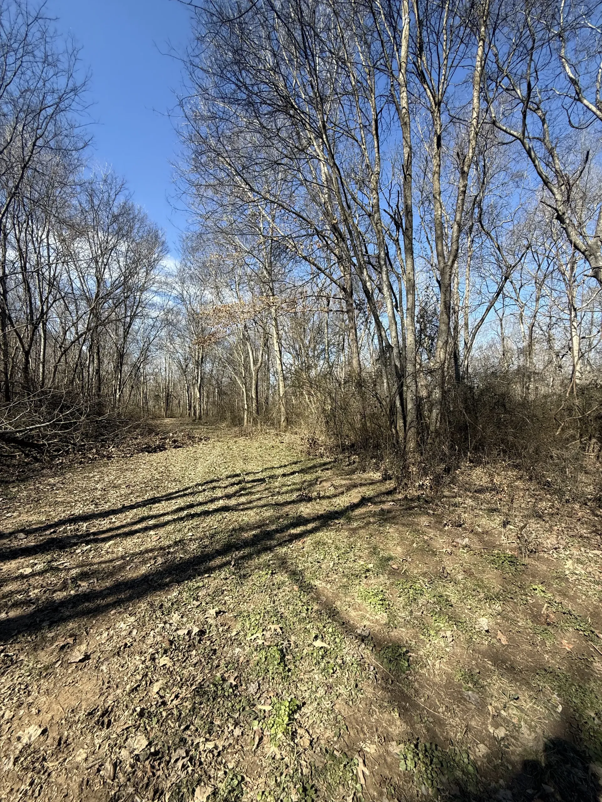 A low-angle view of a wooded area with bare trees against a clear blue sky, casting long shadows across a leaf-covered path.