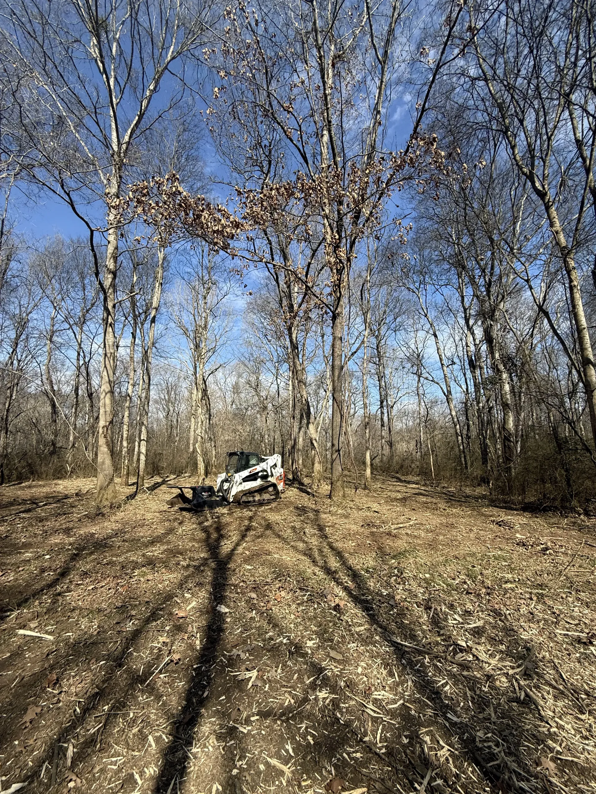 A white skid-steer loader clears brush in a sparse, leafless forest under a bright blue sky.