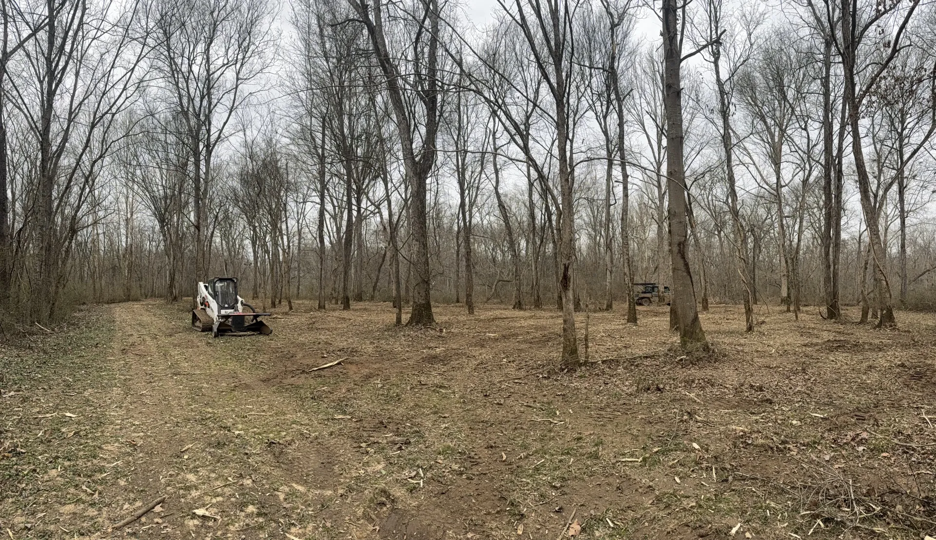 A skid steer loader sits on a leaf-covered forest floor among leafless trees in an open wooded area.