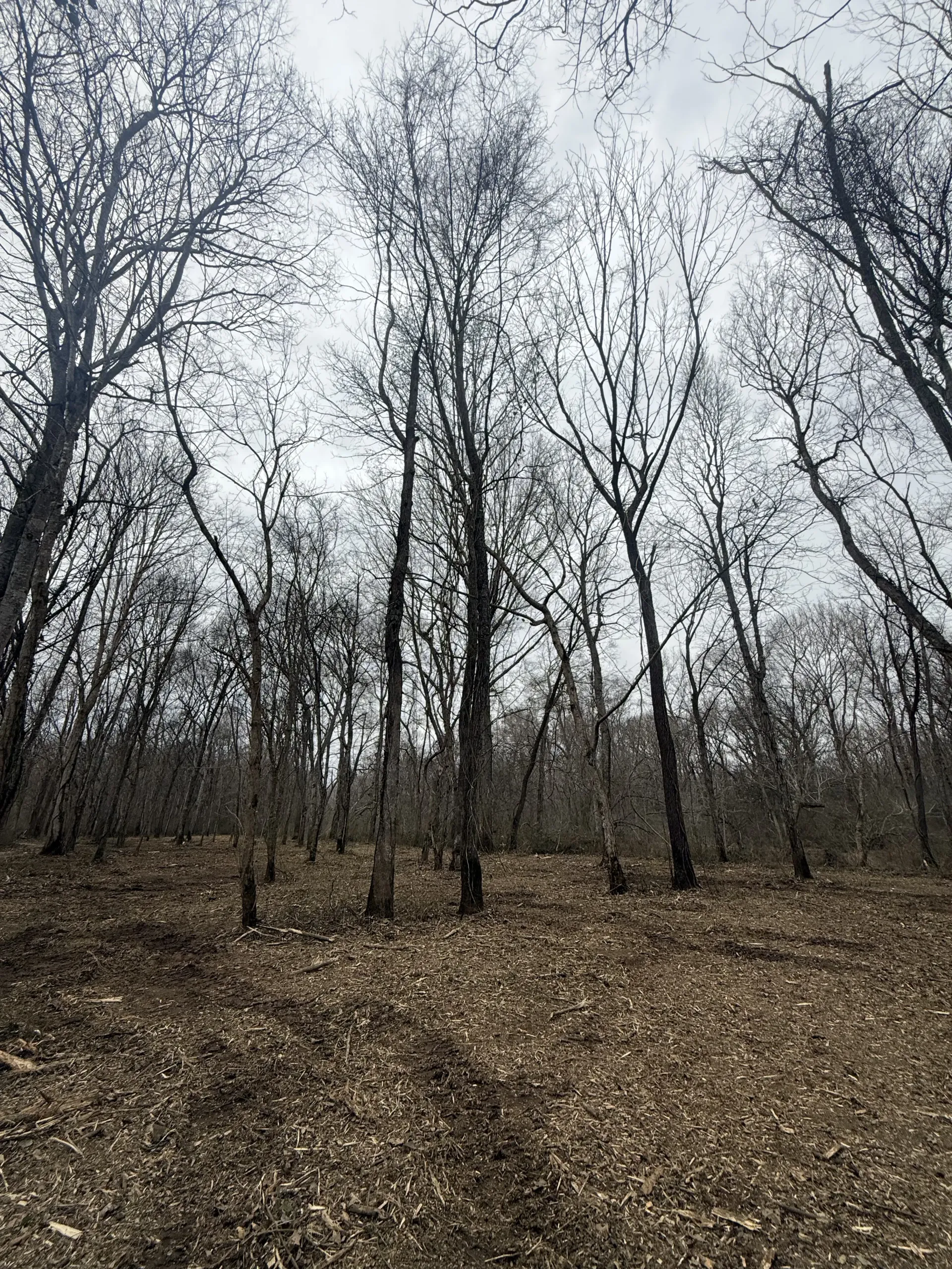 A view from a forest floor covered in fallen brown leaves, looking up at a dense grove of tall, bare deciduous trees.