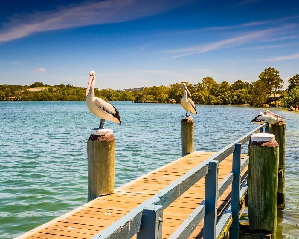 Two Pelicans Are Standing On A Dock Overlooking A Body Of Water — All Roof Restorations & Solar In Tweed Heads, NSW