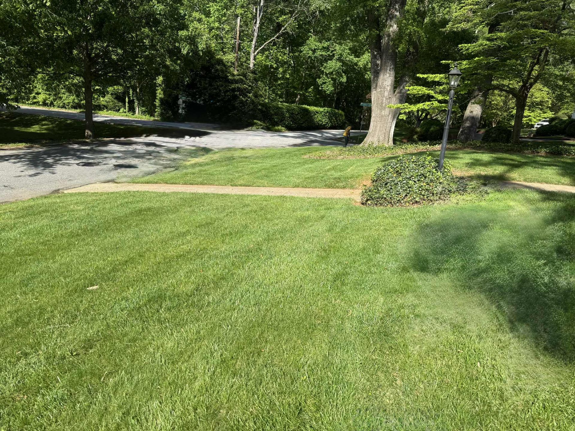 Lush green lawn with a paved road in the background, trees, and a small patch of ivy.