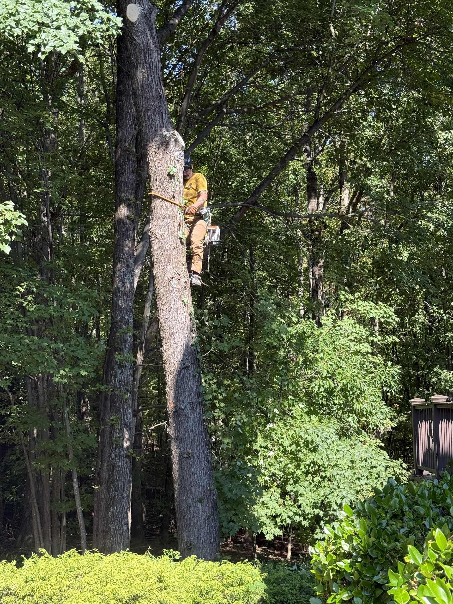 Arborist in a tree, wearing safety gear.  Green foliage surrounds them, sunlight on the tree trunk.