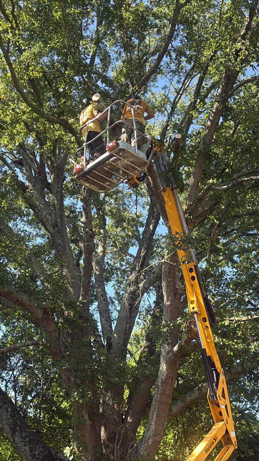 Arborist in yellow lift bucket trimming large tree branches on a sunny day.