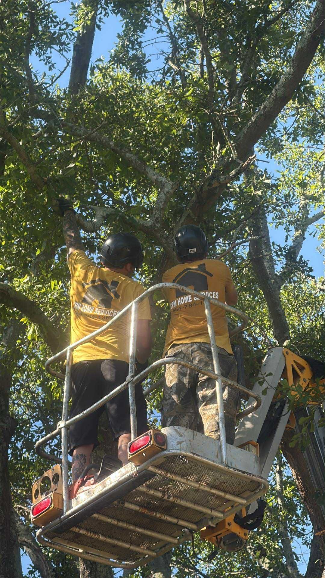 Two people in a lift trimming tree branches with a blue sky background.