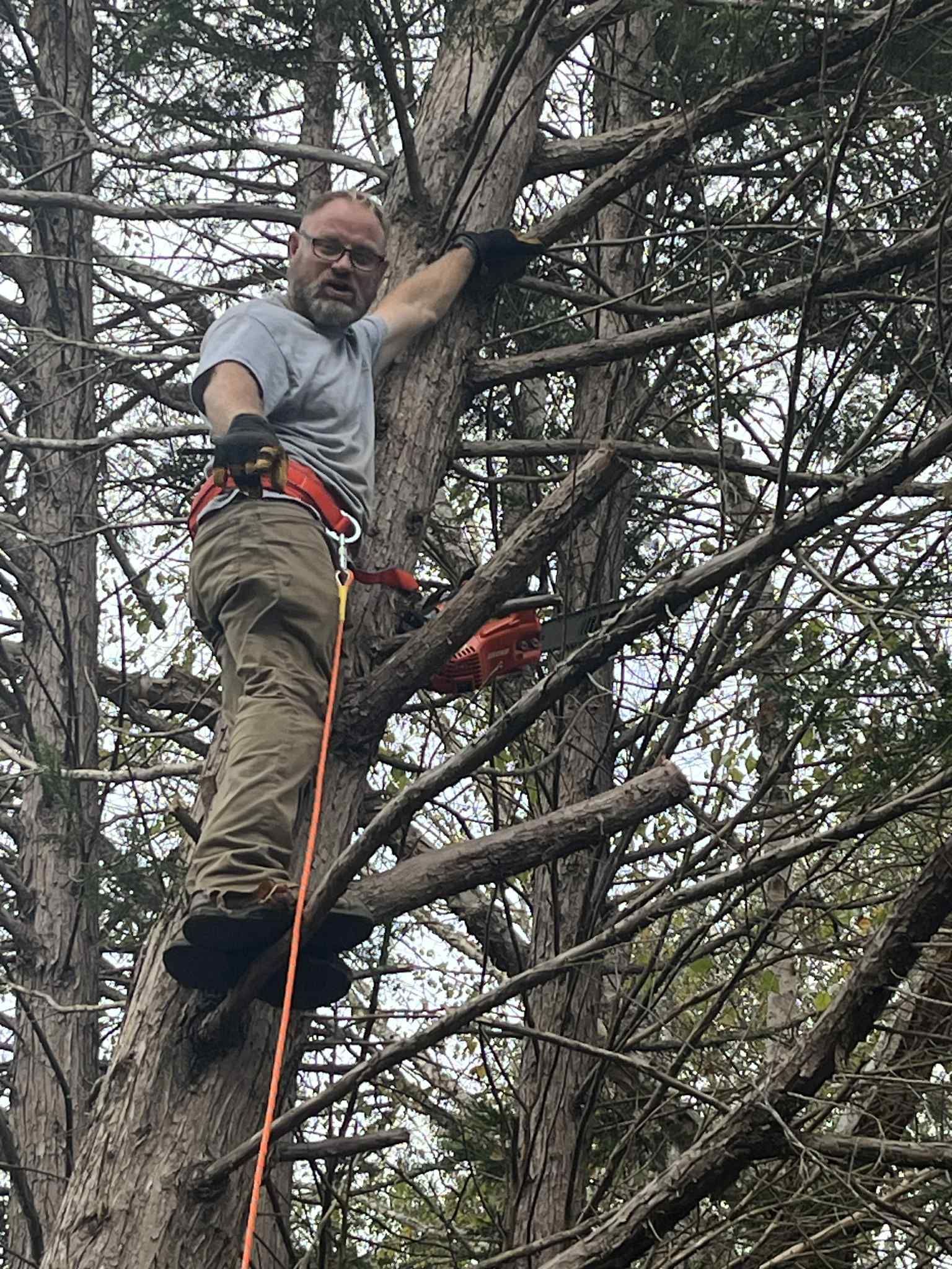 Man in tree trimming branches with chainsaw. He's wearing safety gear, and the tree is outdoors.
