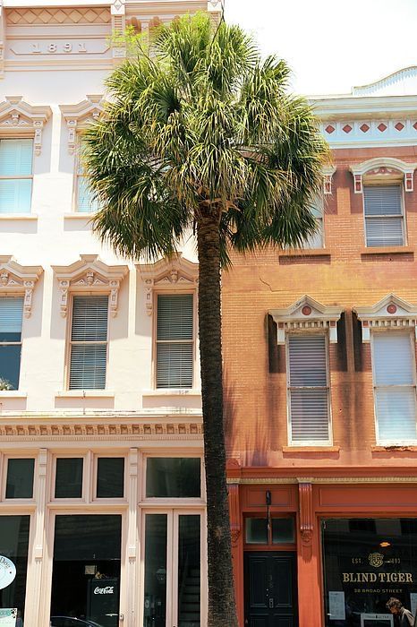 Palm tree stands between two colorful historic buildings.