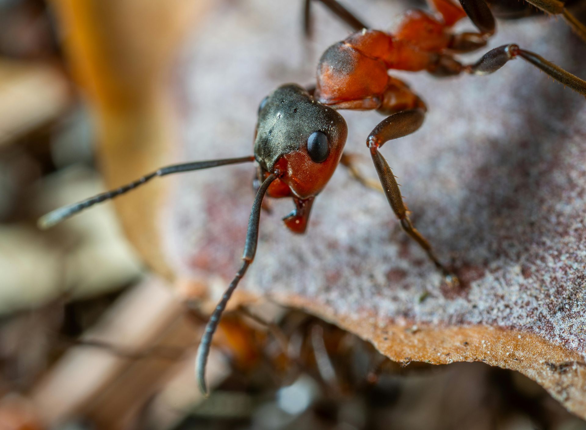 A close up of a red ant on a leaf.