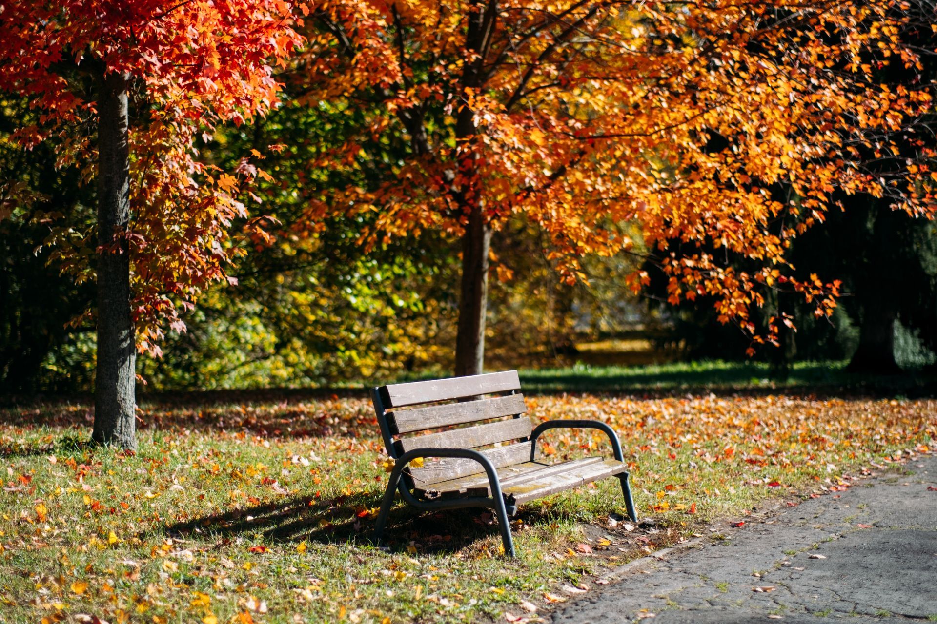 Park bench beneath orange autumn trees beside a leaf-covered path