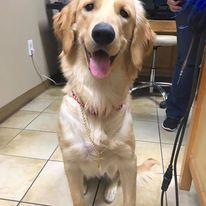 A dog is sitting on a tiled floor in a veterinary office.