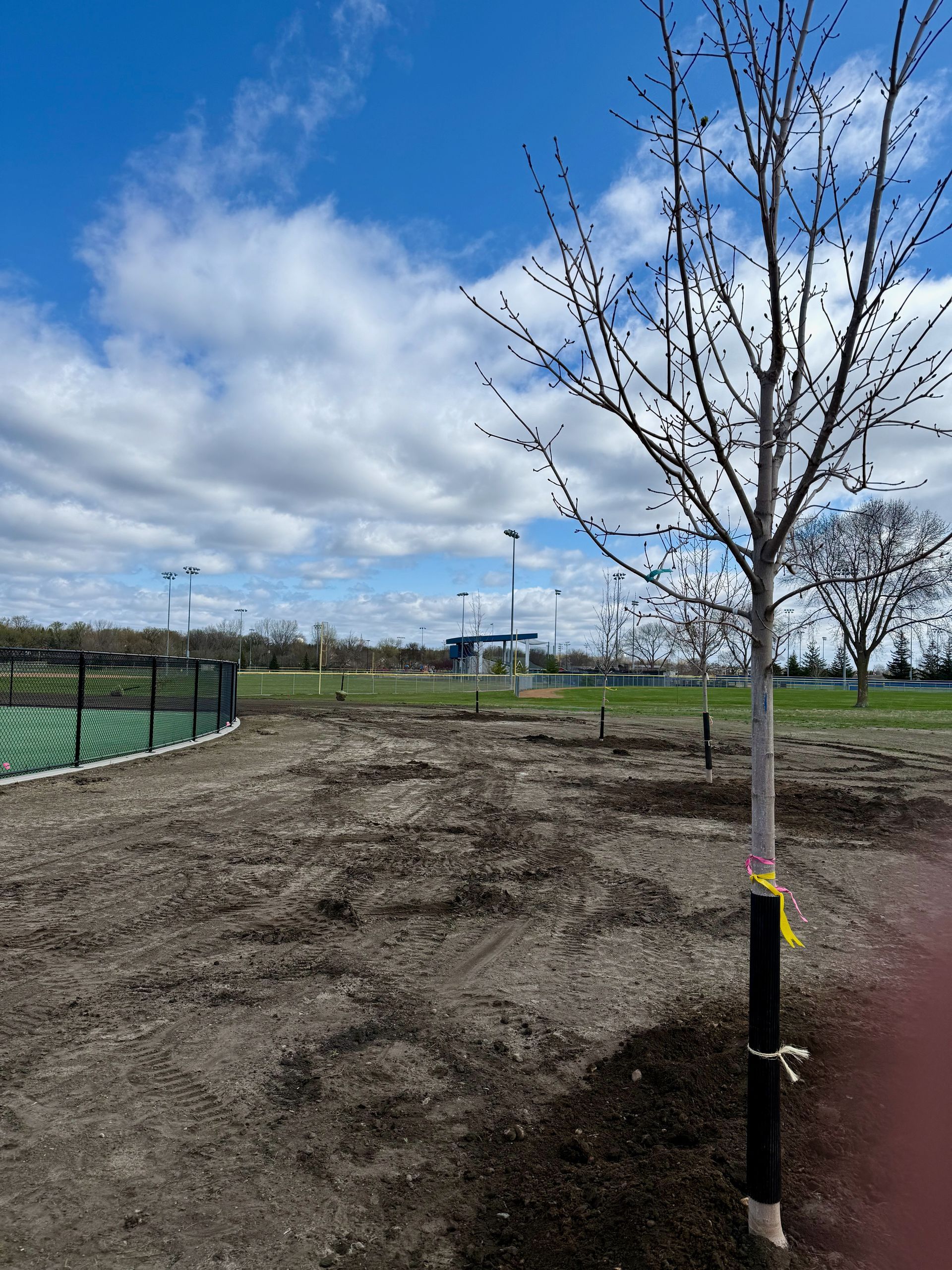 Newly planted trees along the Miracle Field at Tahpah Park