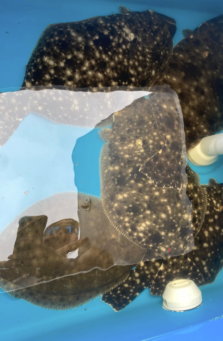 A livewell full of flounder caught by a customer