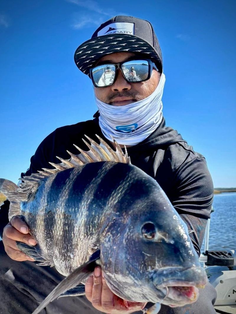 An angler holding a sheepshead