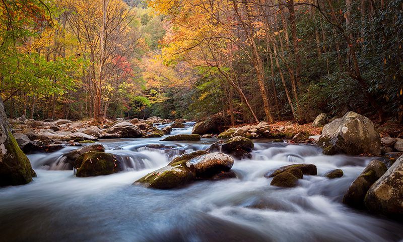 Flower river in forest