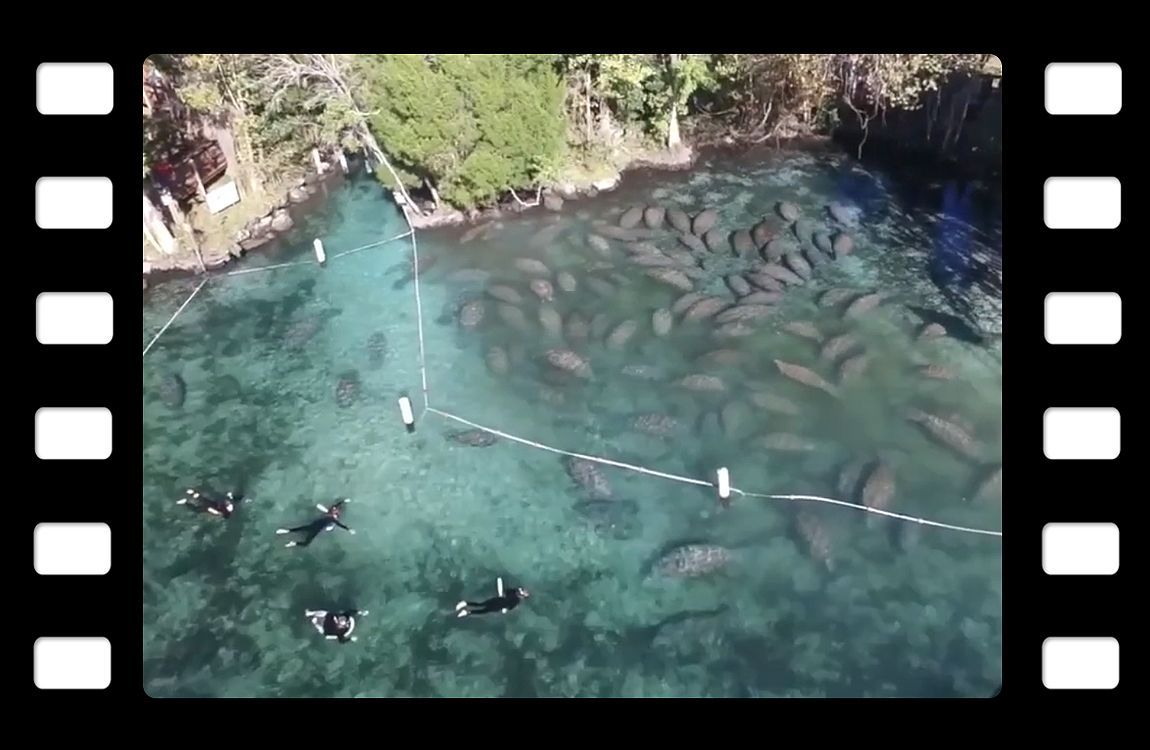 a group of people are swimming in a body of water .