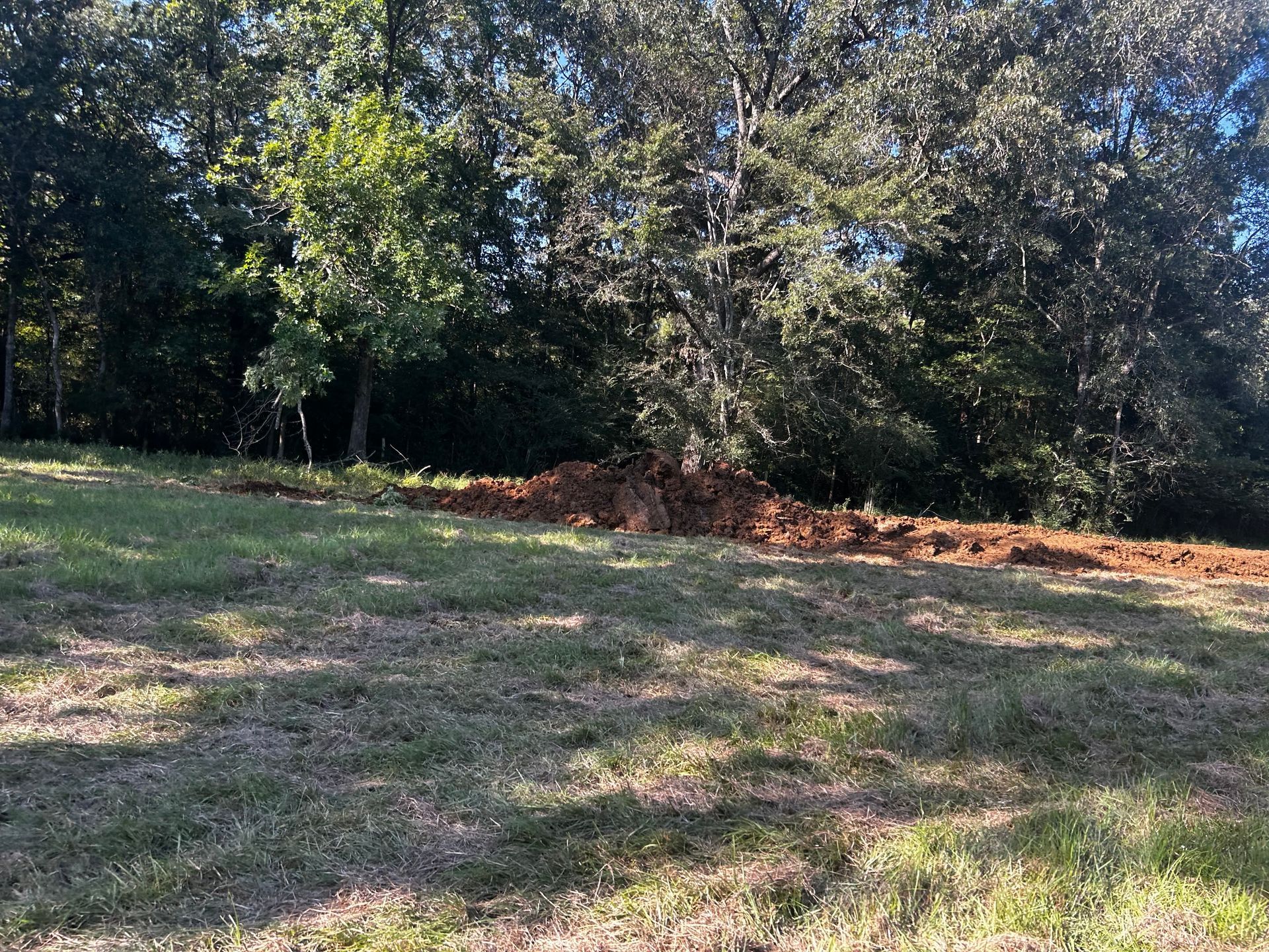 Grassy clearing beside a line of trees in bright sunlight