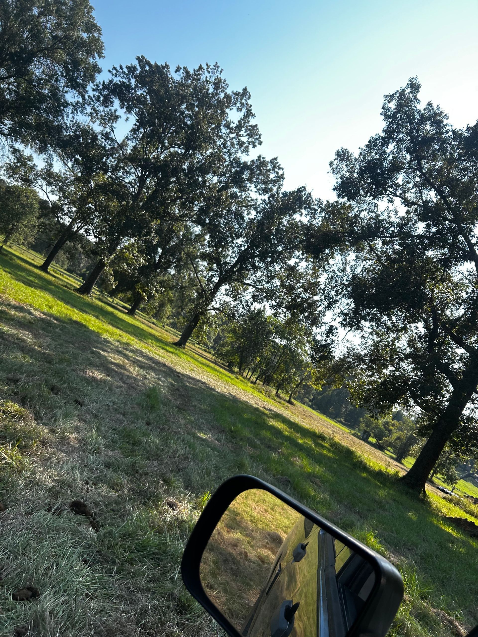 Tilted view of a sunny wooded park with trees, grass, and a car side mirror in the foreground