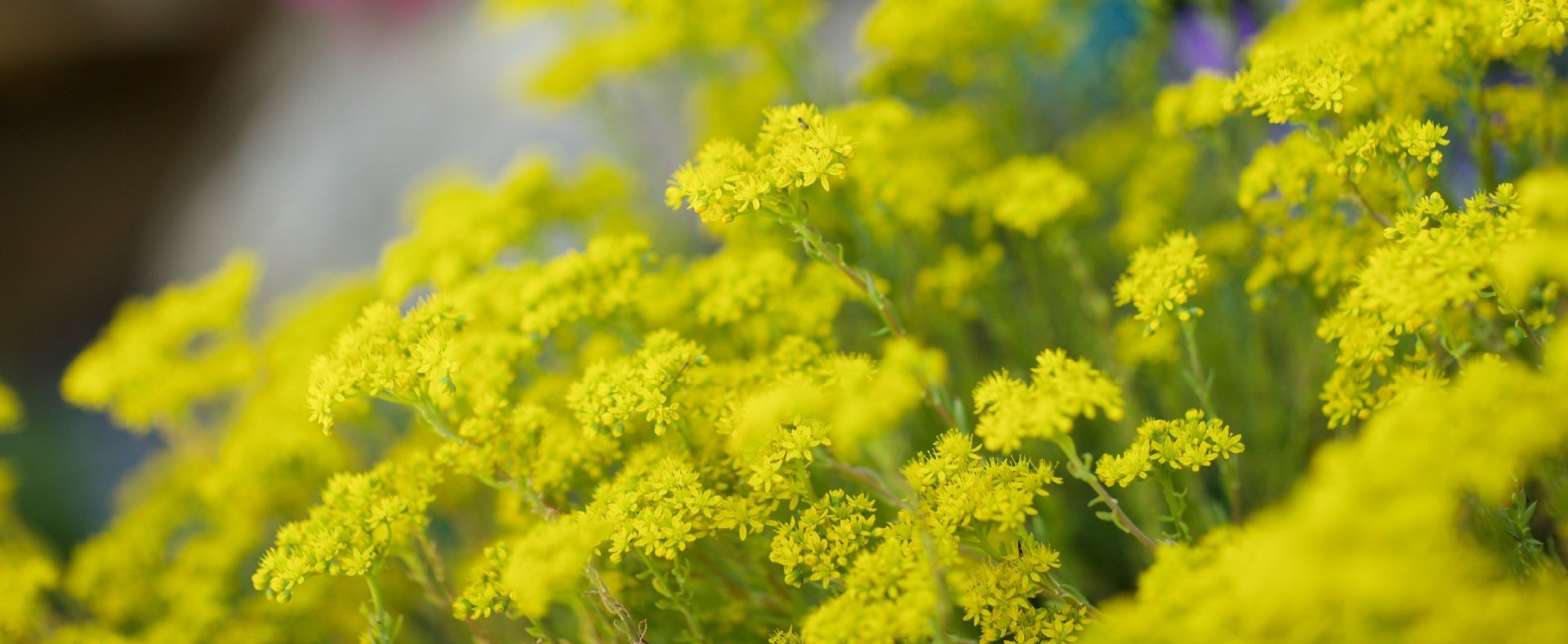 Native Plants, Indigenous Flora, Native Garden, Local Plants, Native Plant Landscaping, Eco-friendly Plants, Biodiversity, Native Plant Species, Sustainable Gardening, Native Wildflowers, Garden Inspiration, Environmental Conservation, Plant Diversity, Gardening with Native Plants