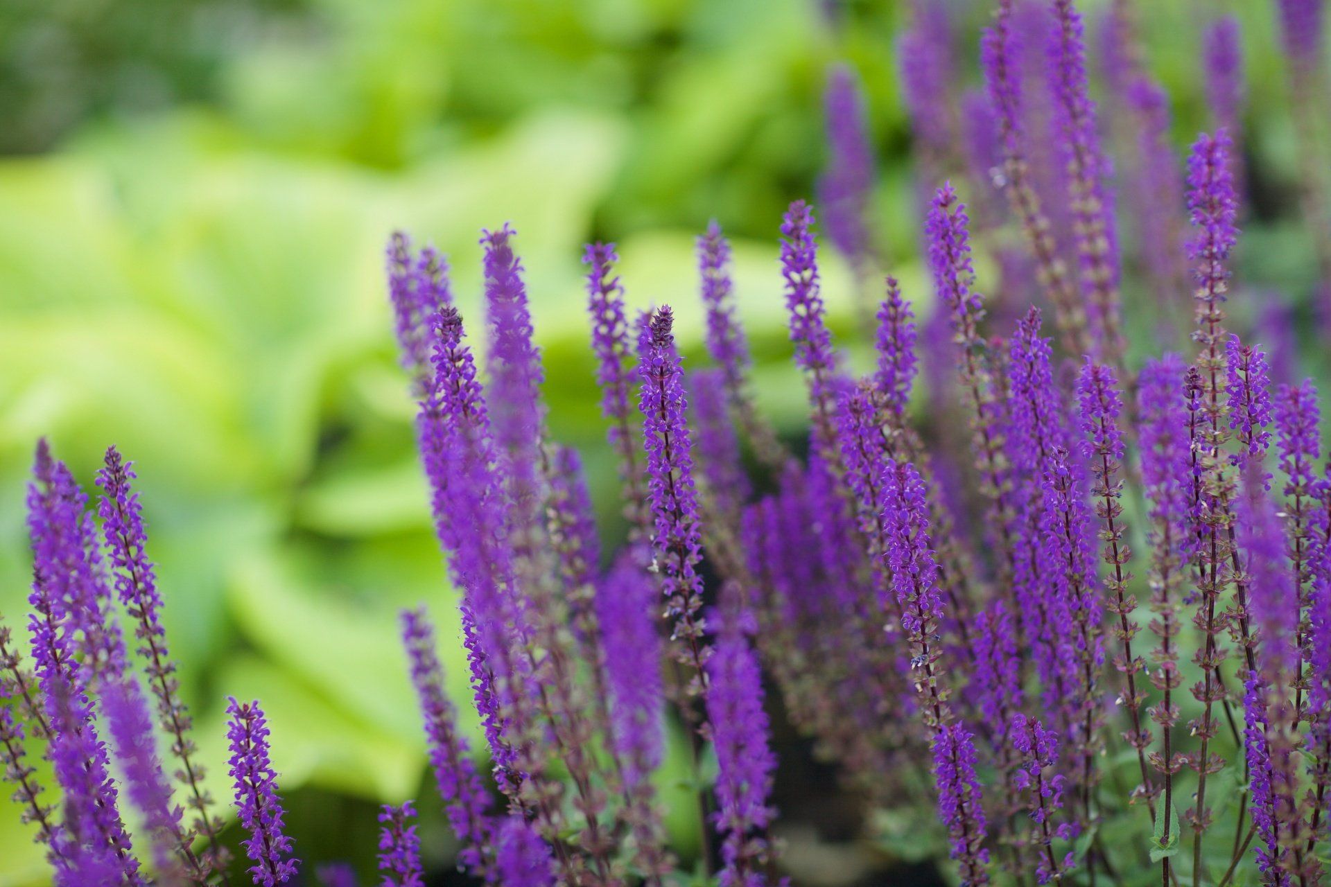 Native Plants, Indigenous Flora, Native Garden, Local Plants, Native Plant Landscaping, Eco-friendly Plants, Biodiversity, Native Plant Species, Sustainable Gardening, Native Wildflowers, Garden Inspiration, Environmental Conservation, Plant Diversity, Gardening with Native Plants