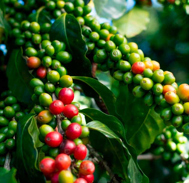 FERTISQUISA - FERTILIZANTES HIDROSOLUBLES