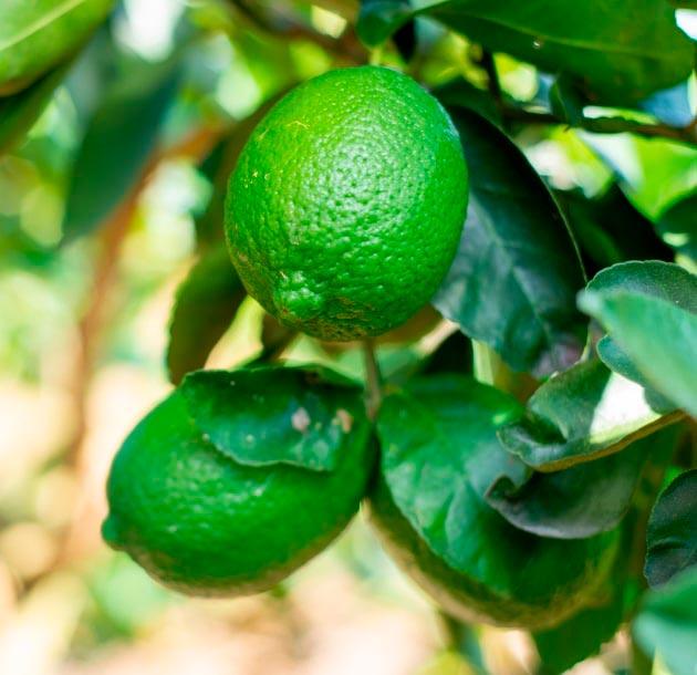 FERTISQUISA - VARIAS MARCAS