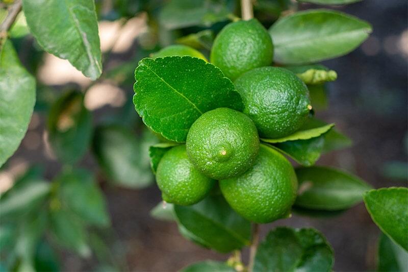 FERTISQUISA - FERTILIZANTES FOLIARES