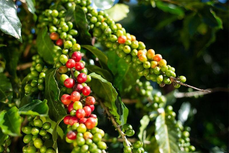 FERTISQUISA - FERTILIZANTES SOLUBLES