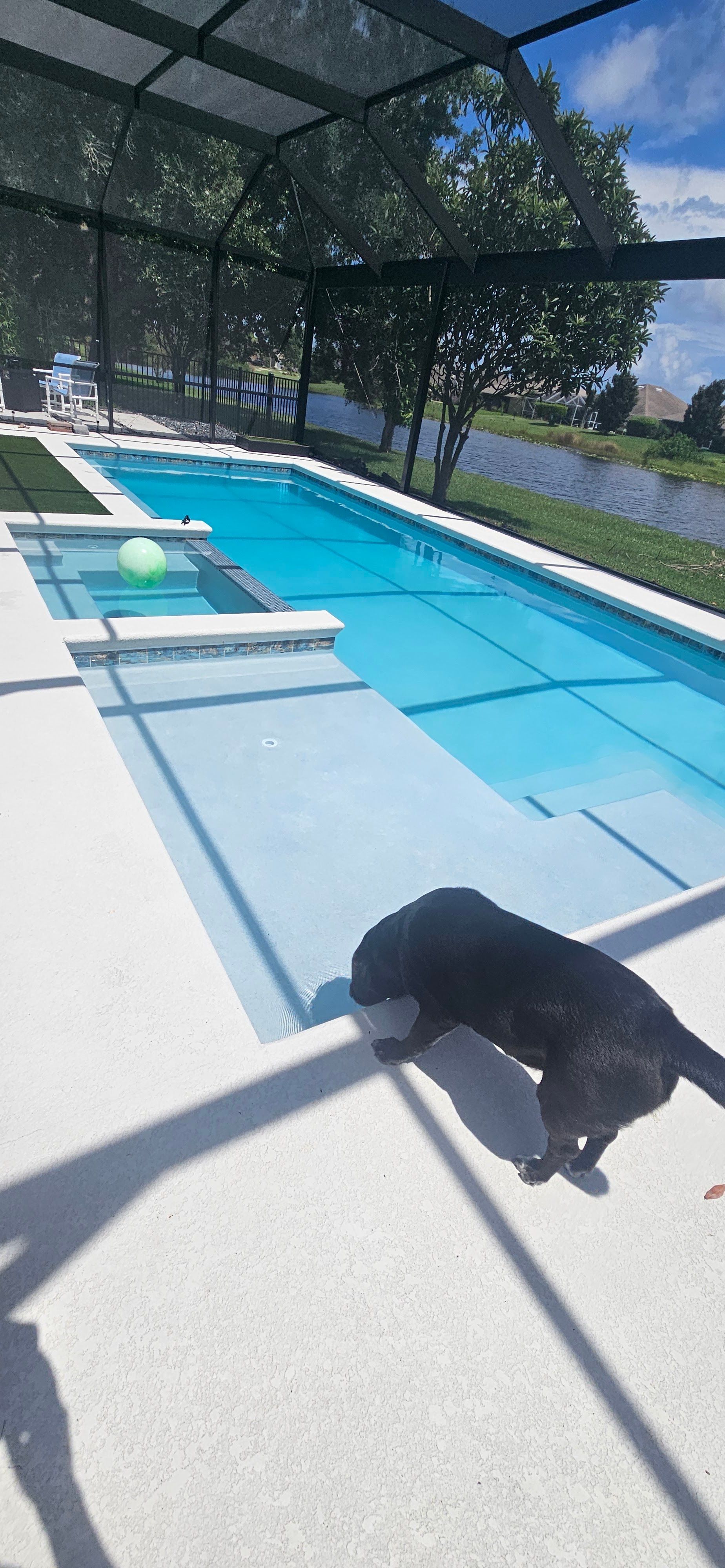 Black dog walking beside a sunlit backyard pool under a screened enclosure