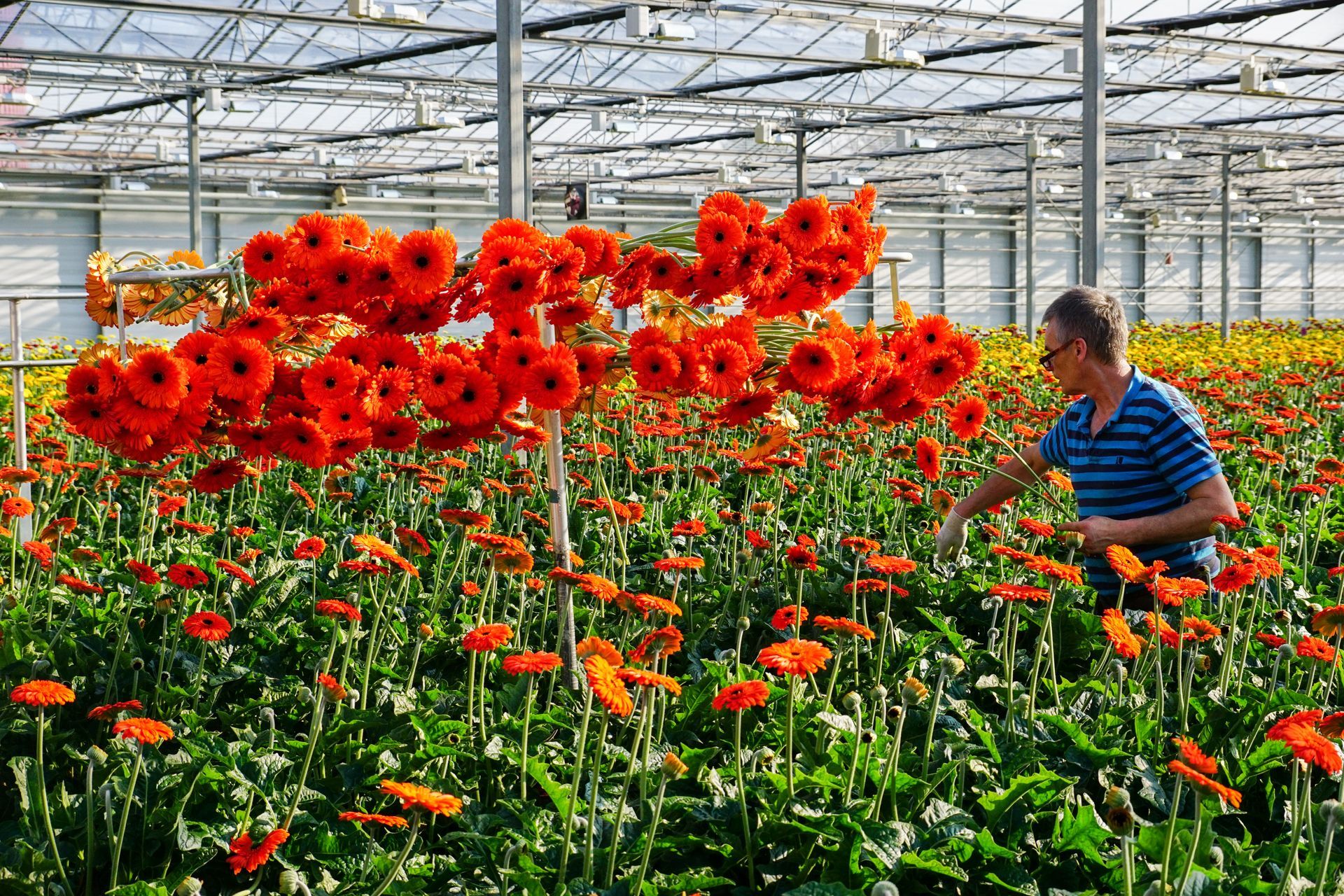 Kwekerijen waar Bloemengroothandel Van der Vijver mee samen werkt