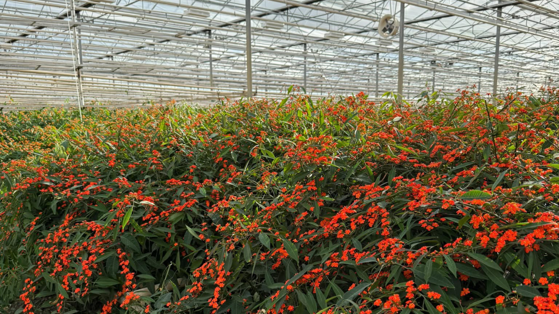 Euphorbia fulgens: kleuren, verzorging & inspiratie
