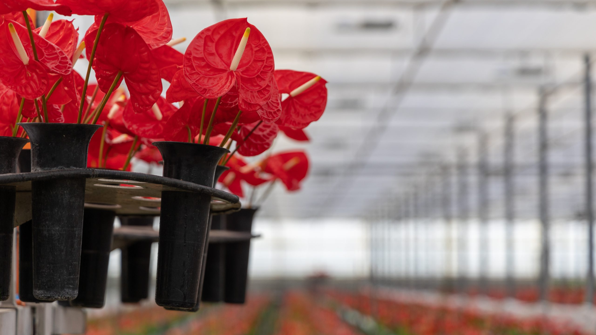 Kwekerijen waar Bloemengroothandel Van der Vijver mee samen werkt