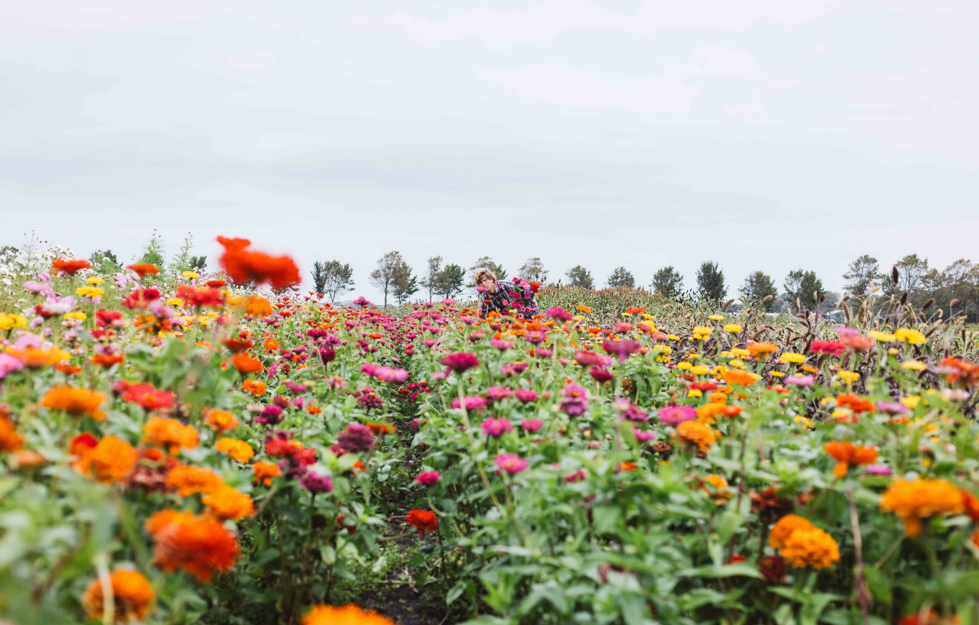 Kwekerijen waar Bloemengroothandel Van der Vijver mee samen werkt