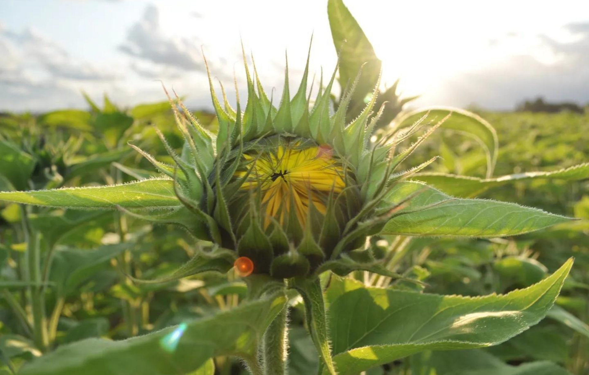Kwekerijen waar Bloemengroothandel Van der Vijver mee samen werkt