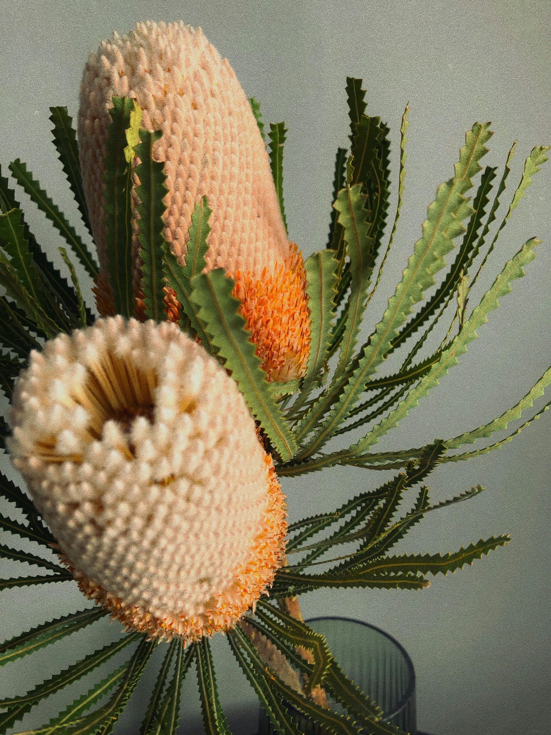 banksia beschikbaar bij Bloemengroothandel Van der Vijver