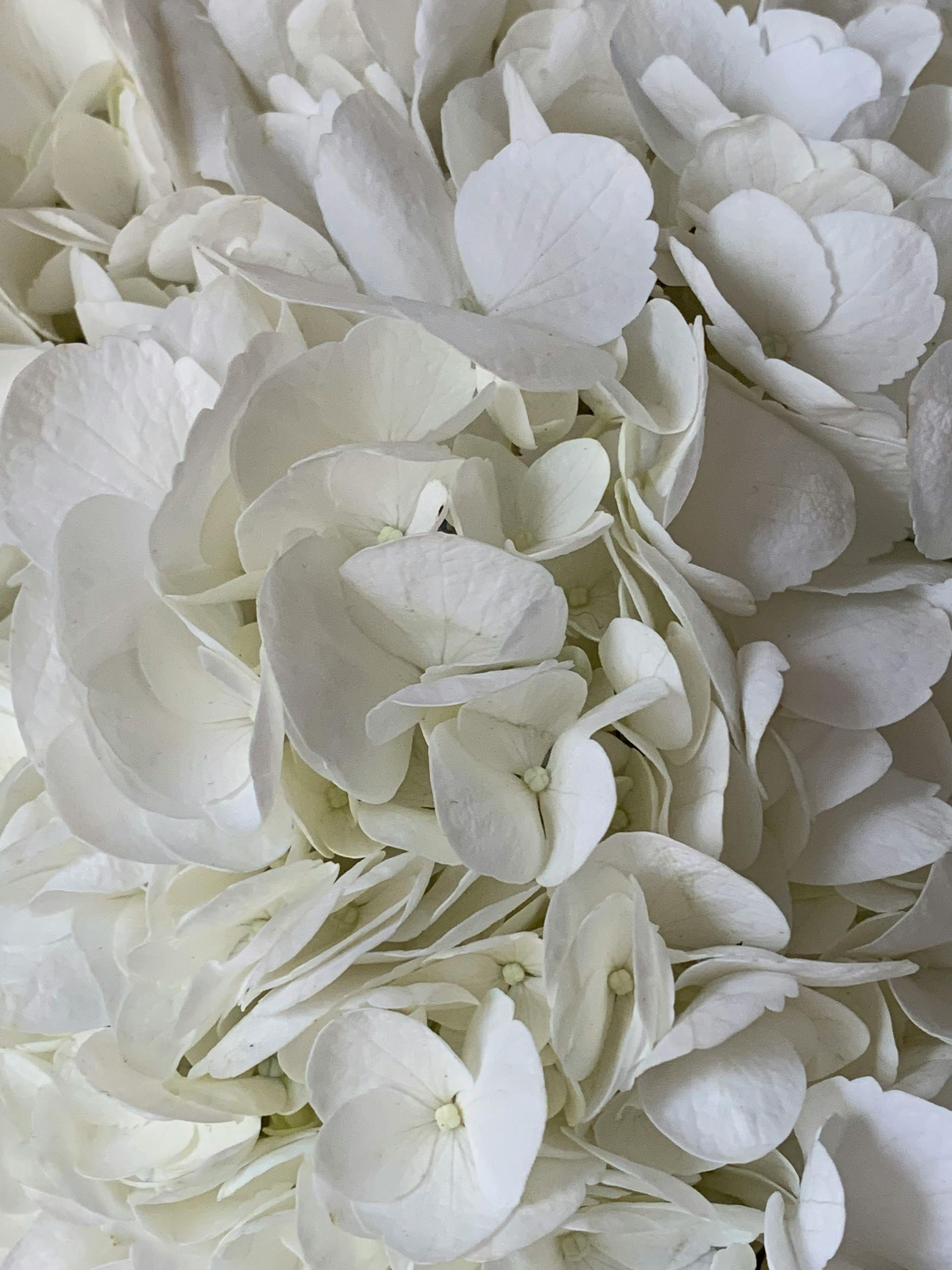 Bloemen beschikbaarheid bij Van der Vijver