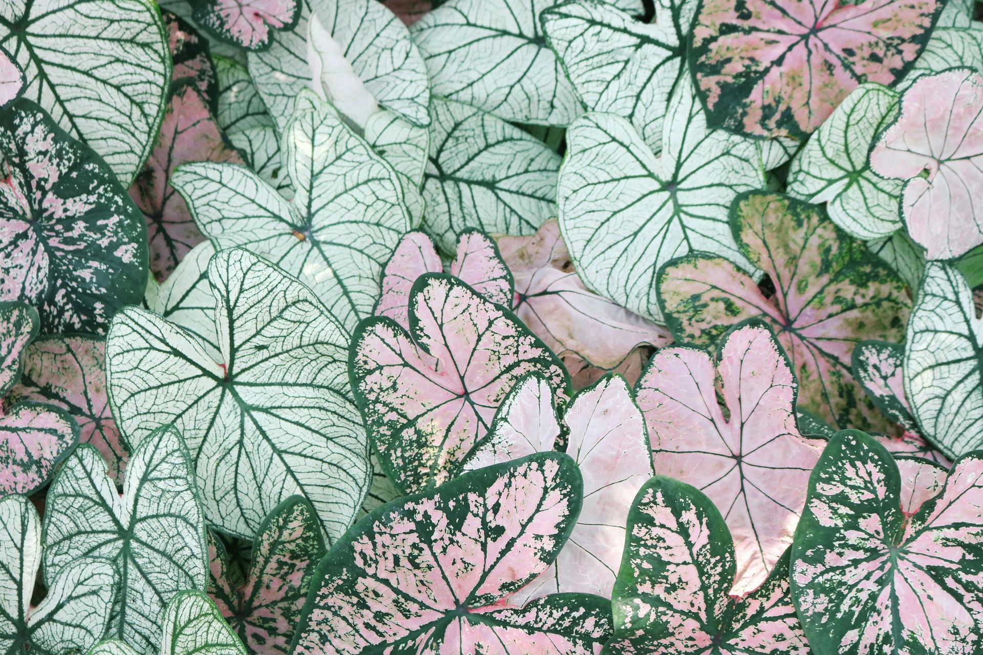 Planten verzorging bij Bloemengroothandel van der Vijver
