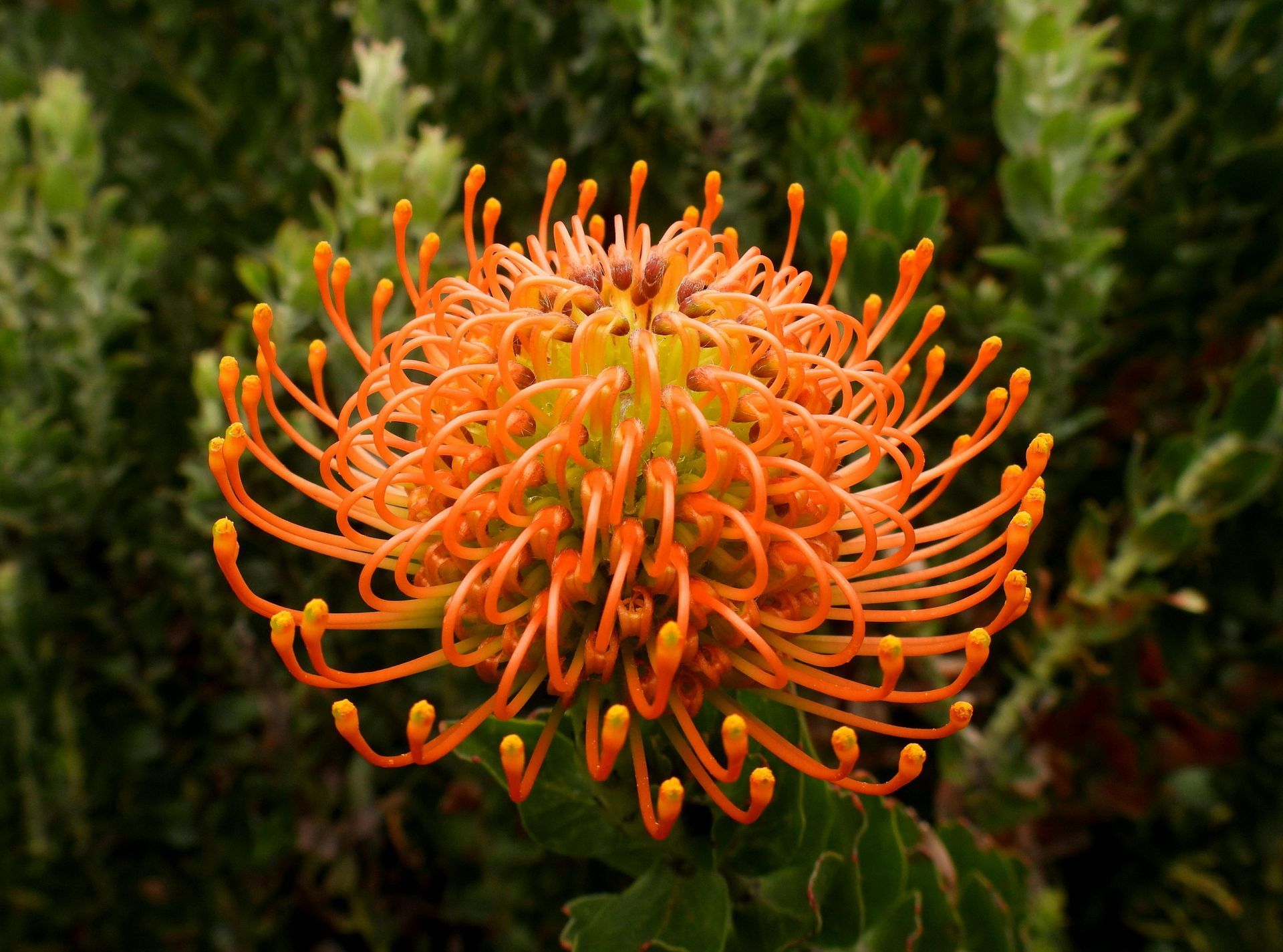 Leucospermum 
beschikbaar bij Bloemengroothandel Van der Vijver