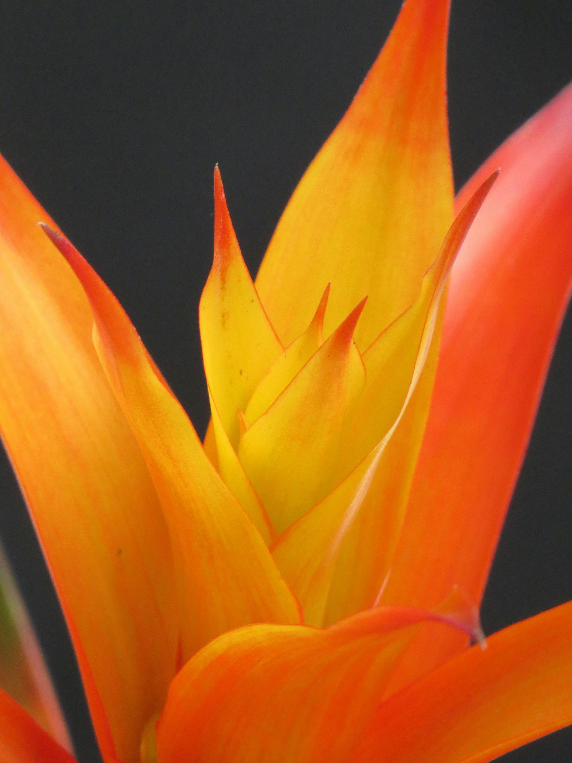 bromelia beschikbaar bij Bloemengroothandel Van der Vijver