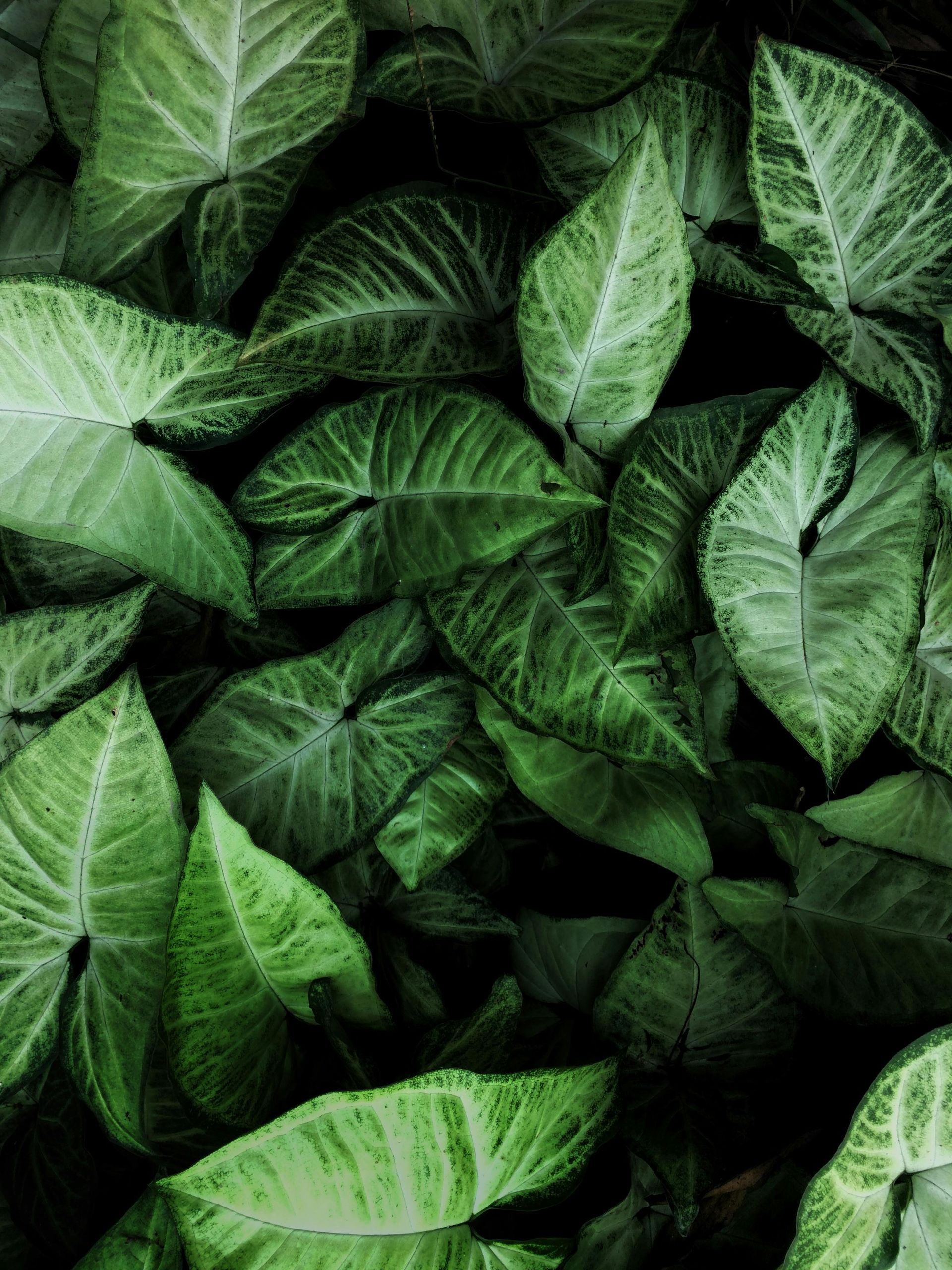 Planten verzorging bij Bloemengroothandel van der Vijver