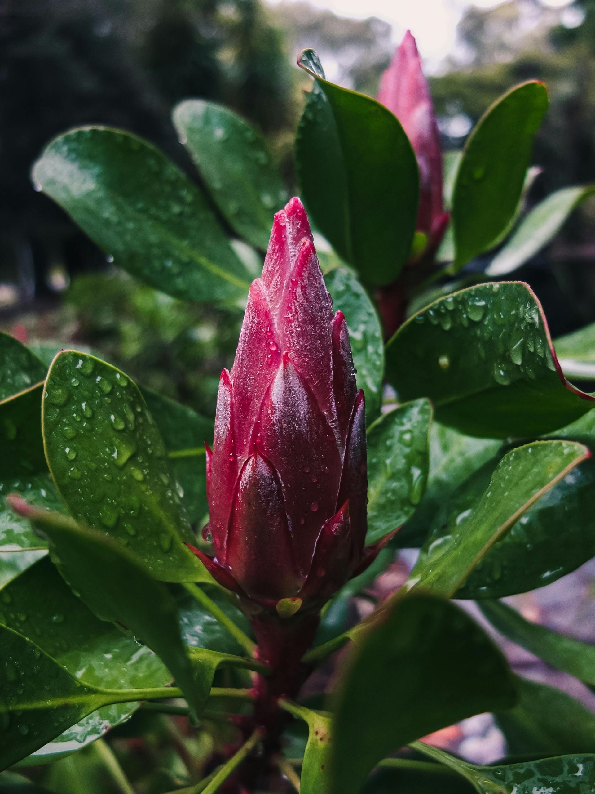 Protea beschikbaar bij Bloemengroothandel Van der Vijver
